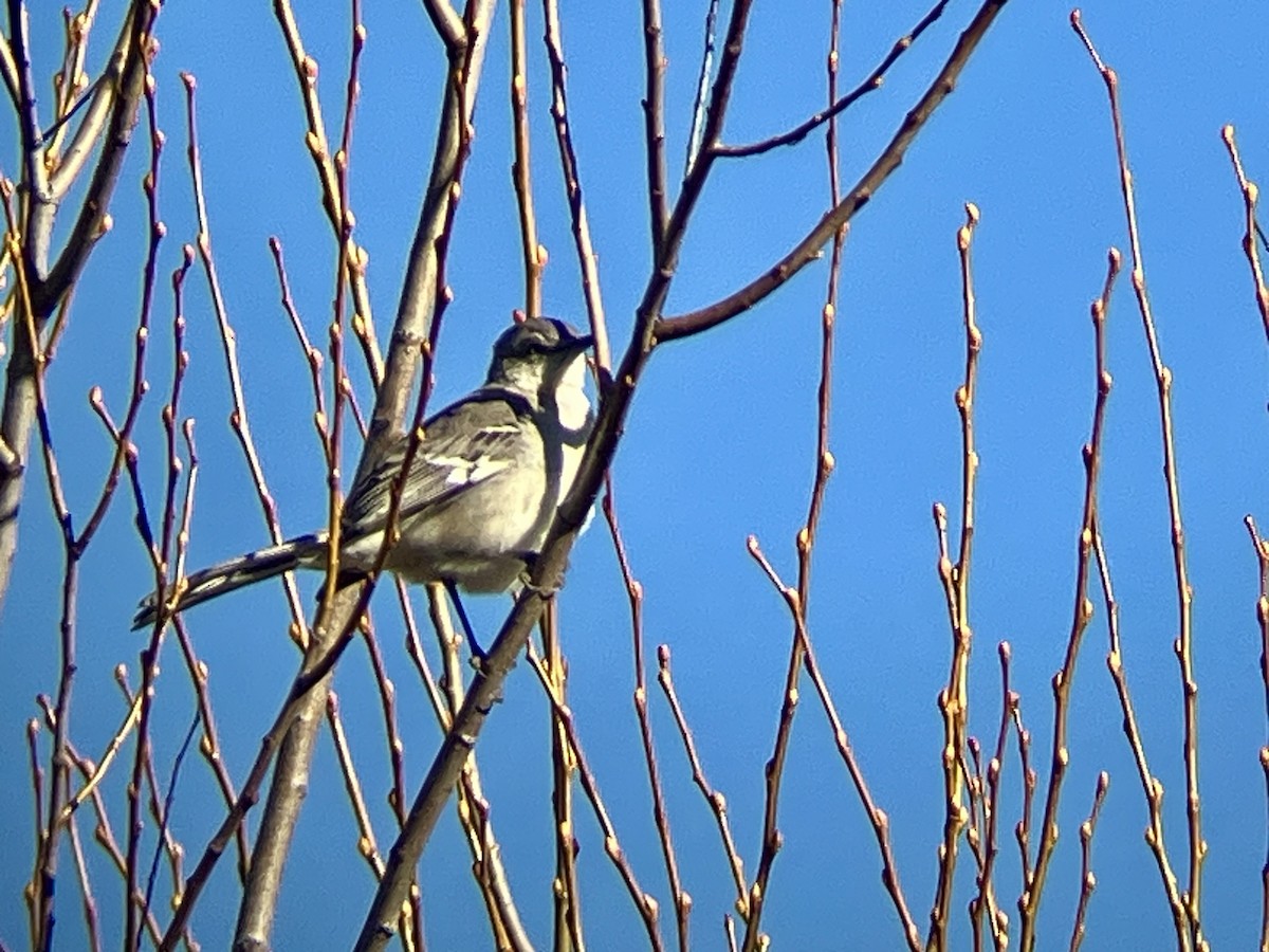 Northern Mockingbird - ML647860190
