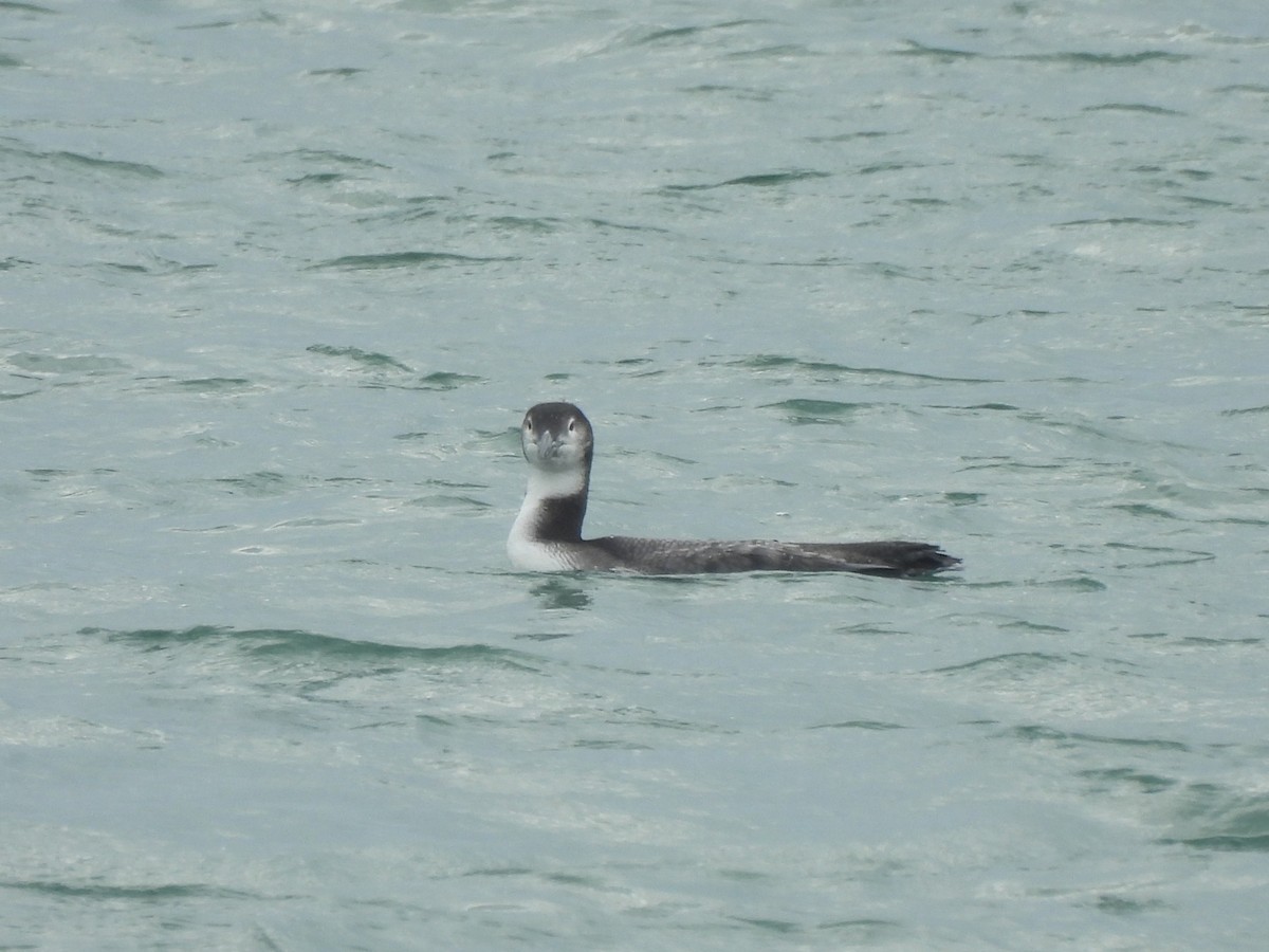 ハシグロアビ - ML647860210