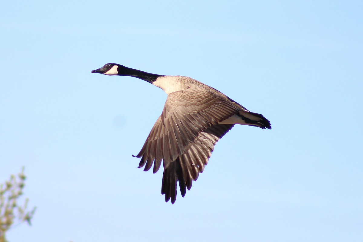 Казарка канадська - ML647860215