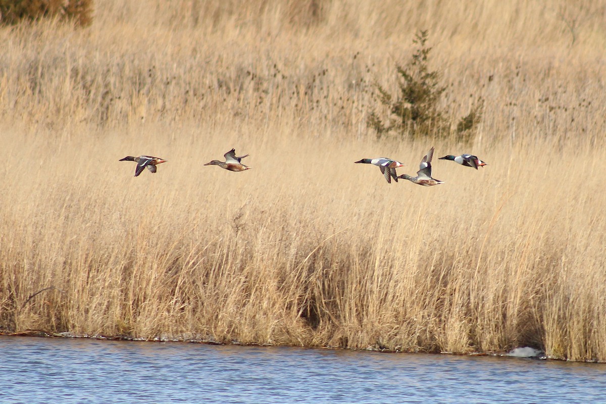 Cuchara Común - ML647860224