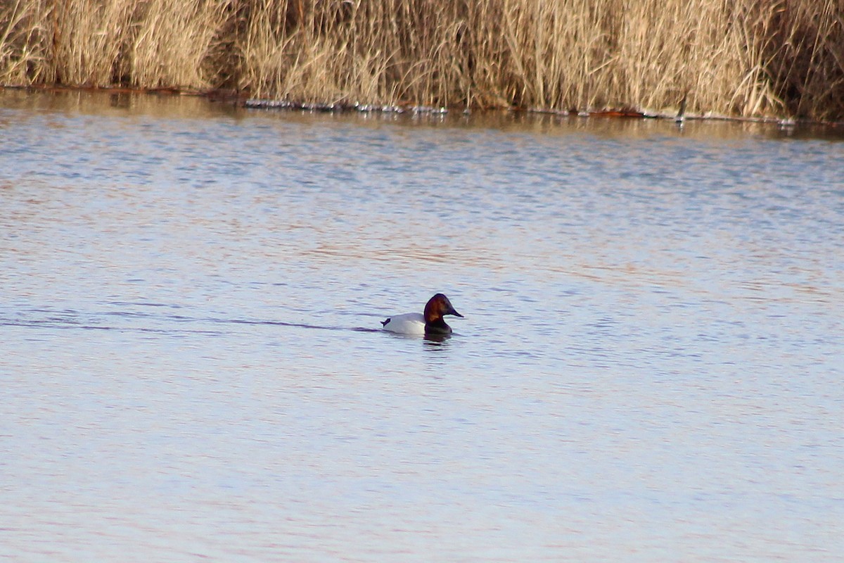 Porrón Coacoxtle - ML647860228