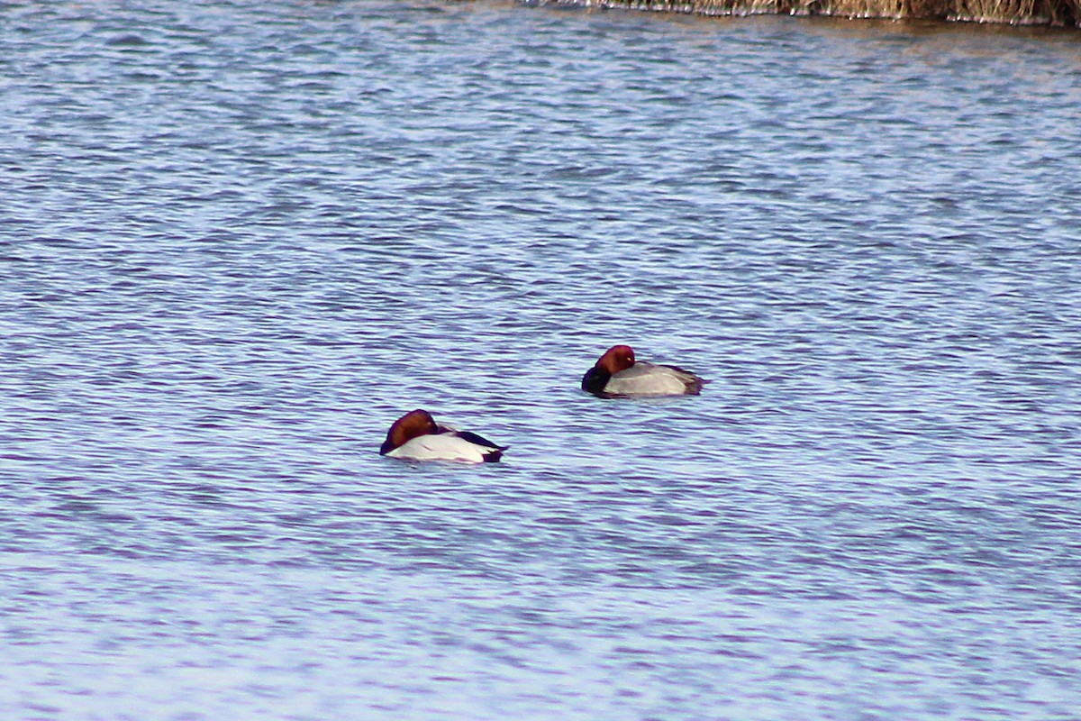 Porrón Americano - ML647860236