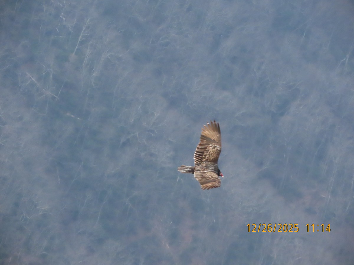 Turkey Vulture - ML647860252