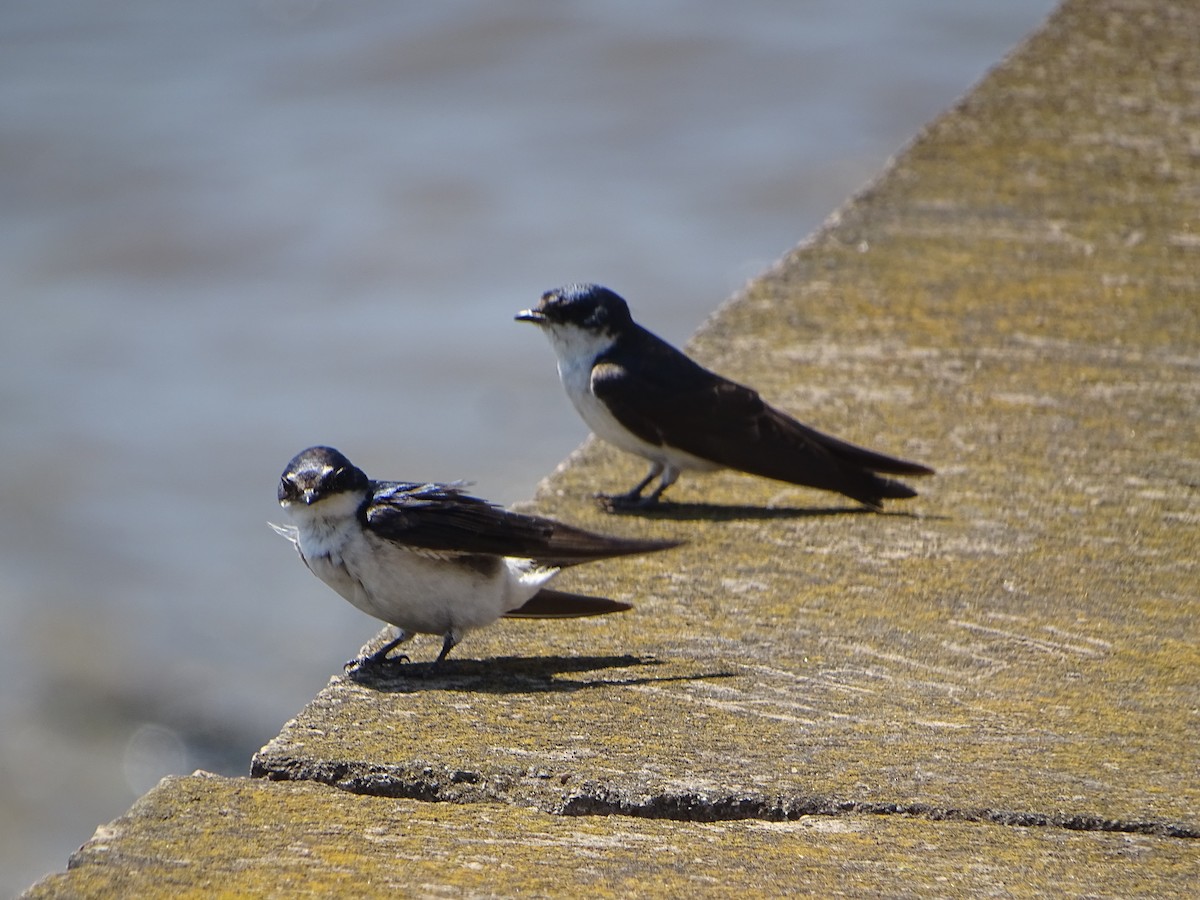 Hirondelle à diadème - ML647860253