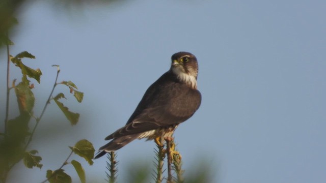 Підсоколик малий - ML647860271