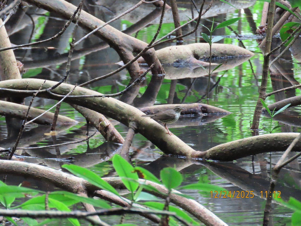 Northern Waterthrush - ML647860286