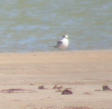 Common Tern - ML647860290