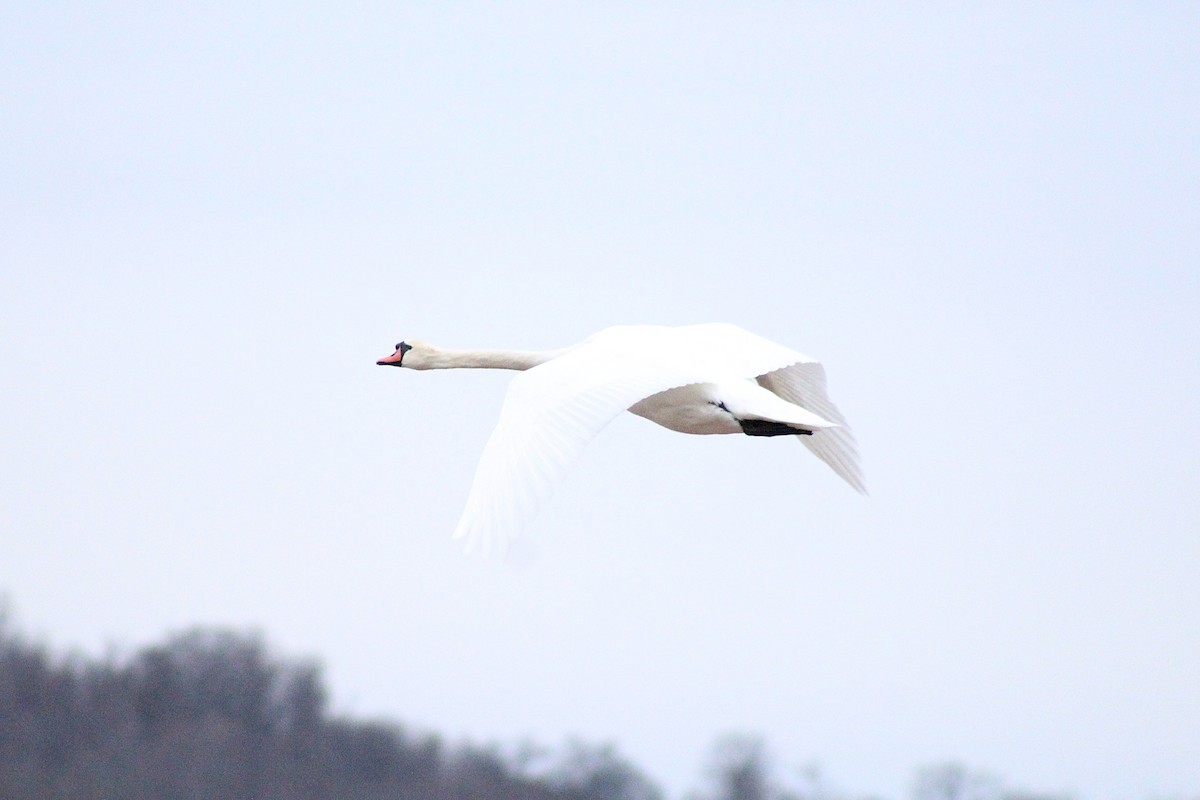 Cisne Vulgar - ML647860316