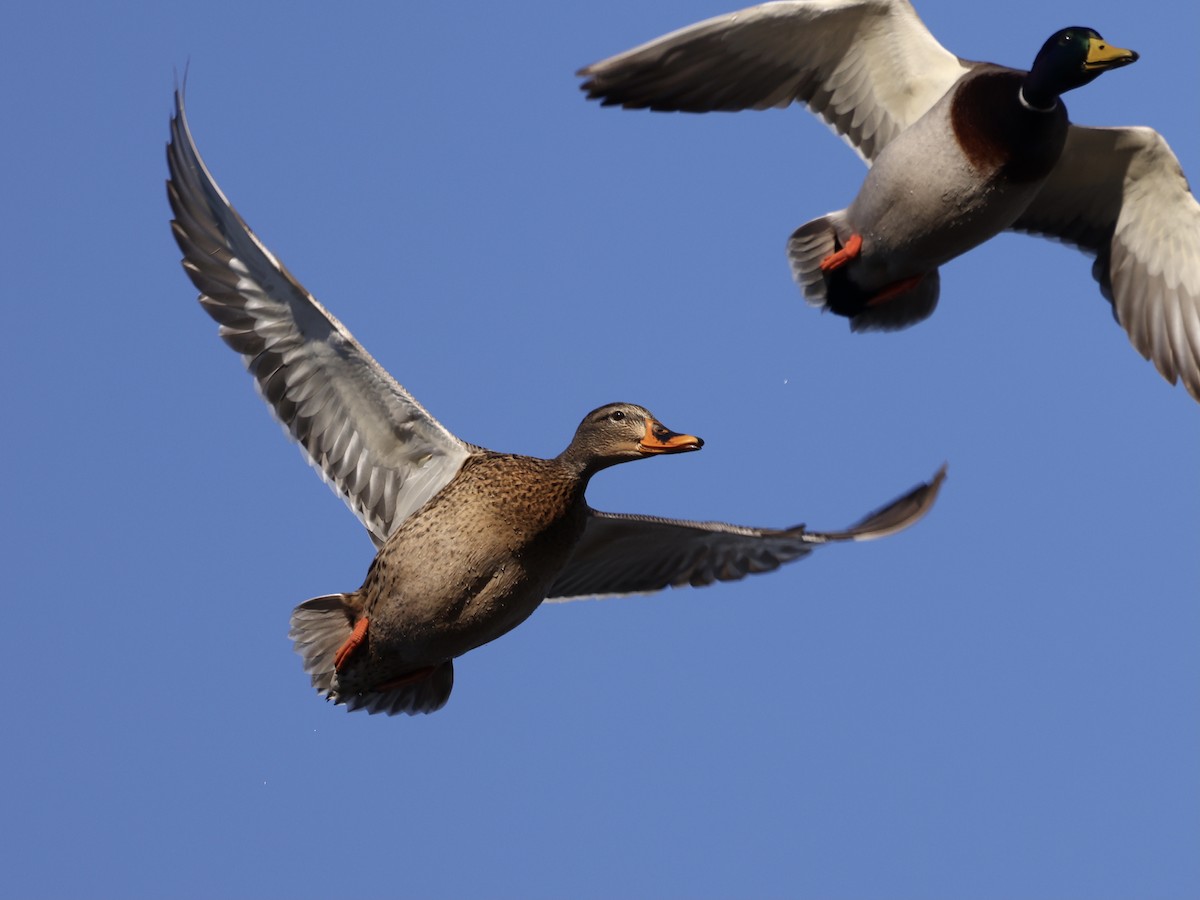 Mallard - ML647860321