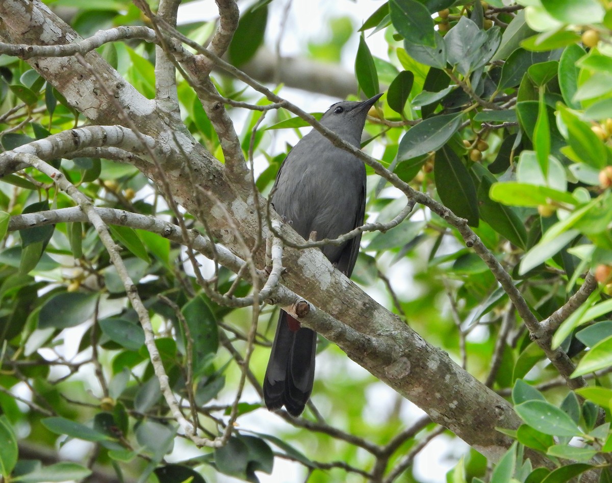 Moqueur chat - ML647860343