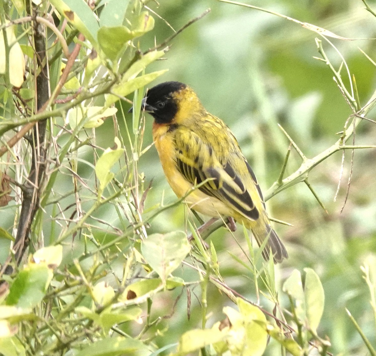 Kara Başlı Dokumacı - ML647860347