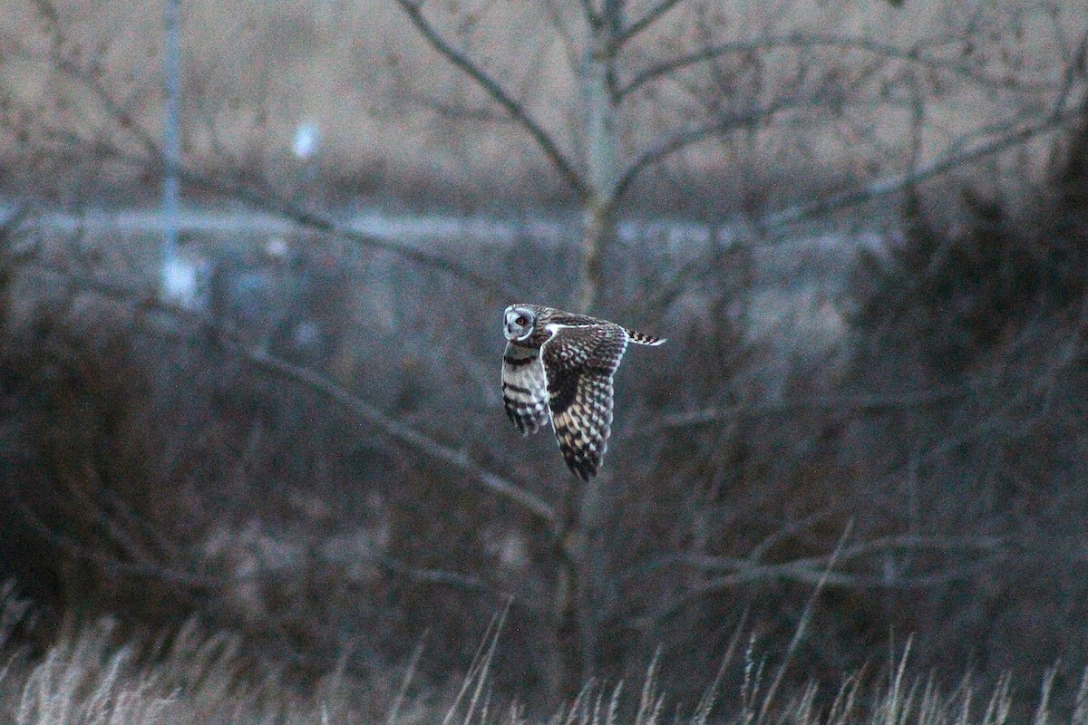 Búho Campestre - ML647860367