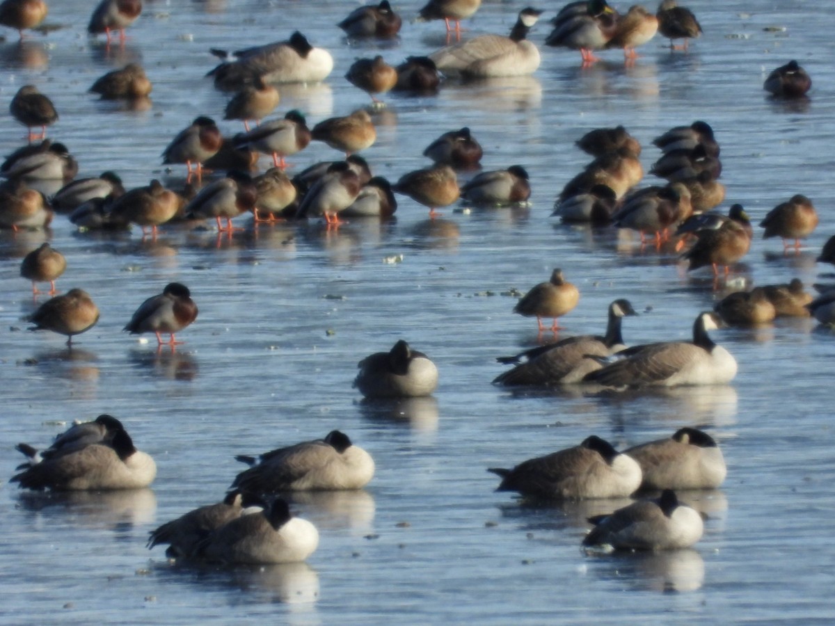 Казарка канадська - ML647860375