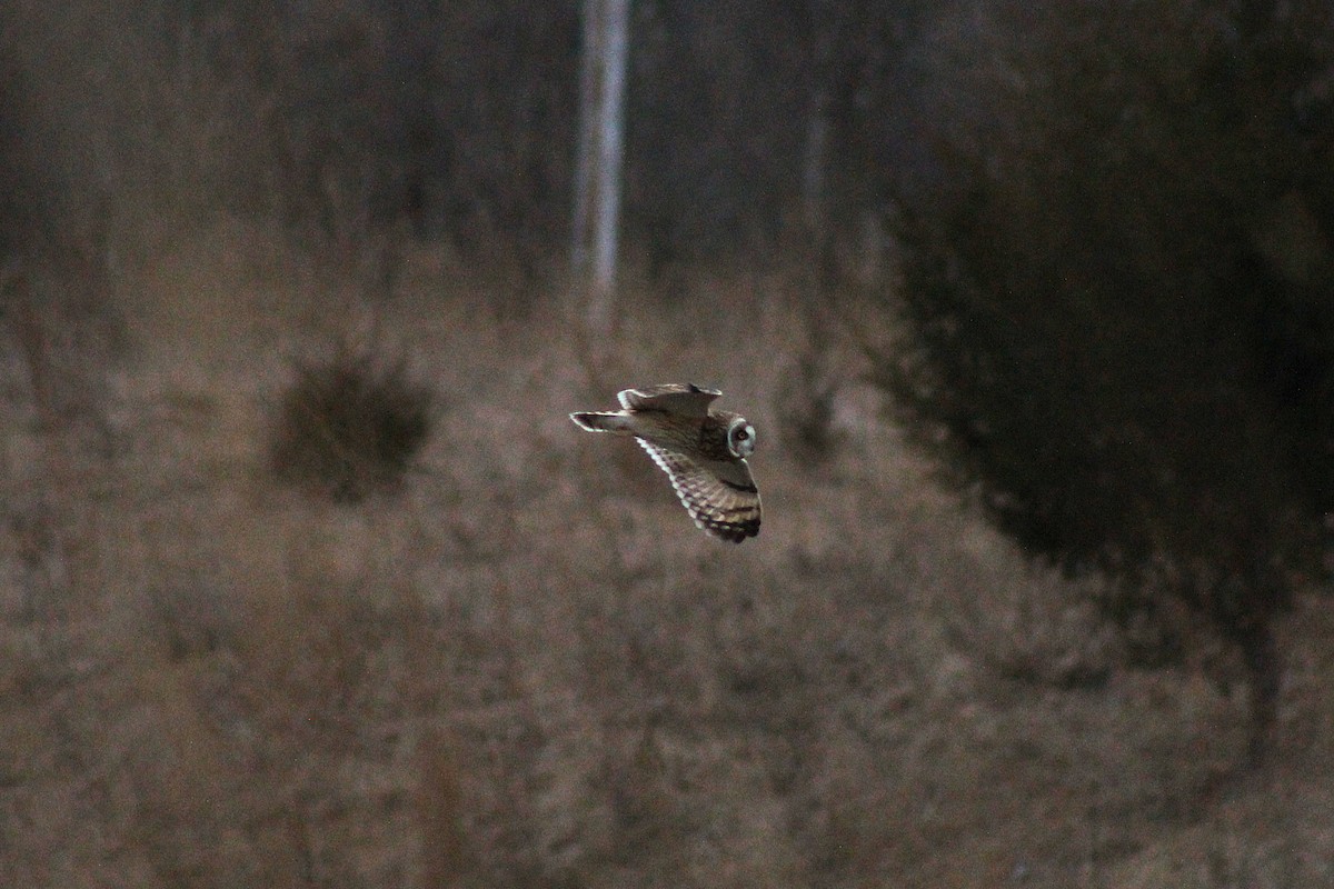 Búho Campestre - ML647860387