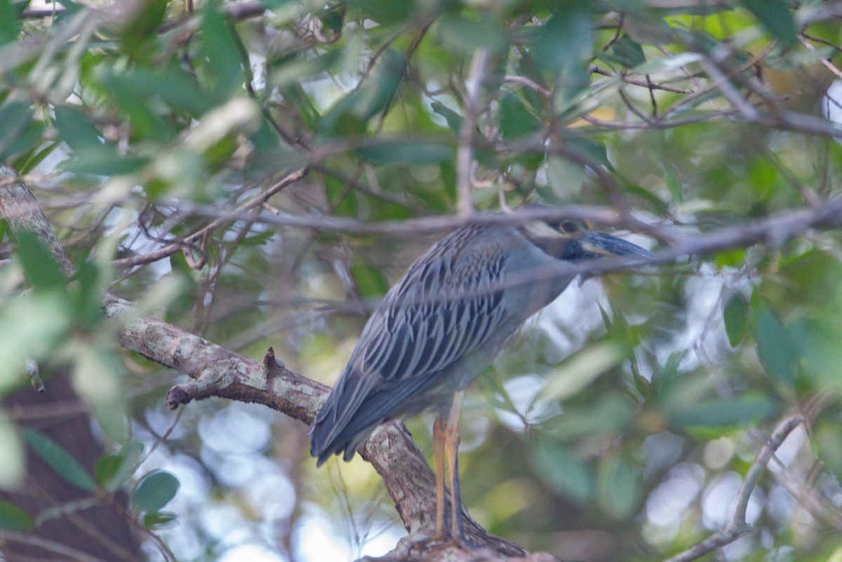 Sarı Tepeli Gece Balıkçılı - ML647860397