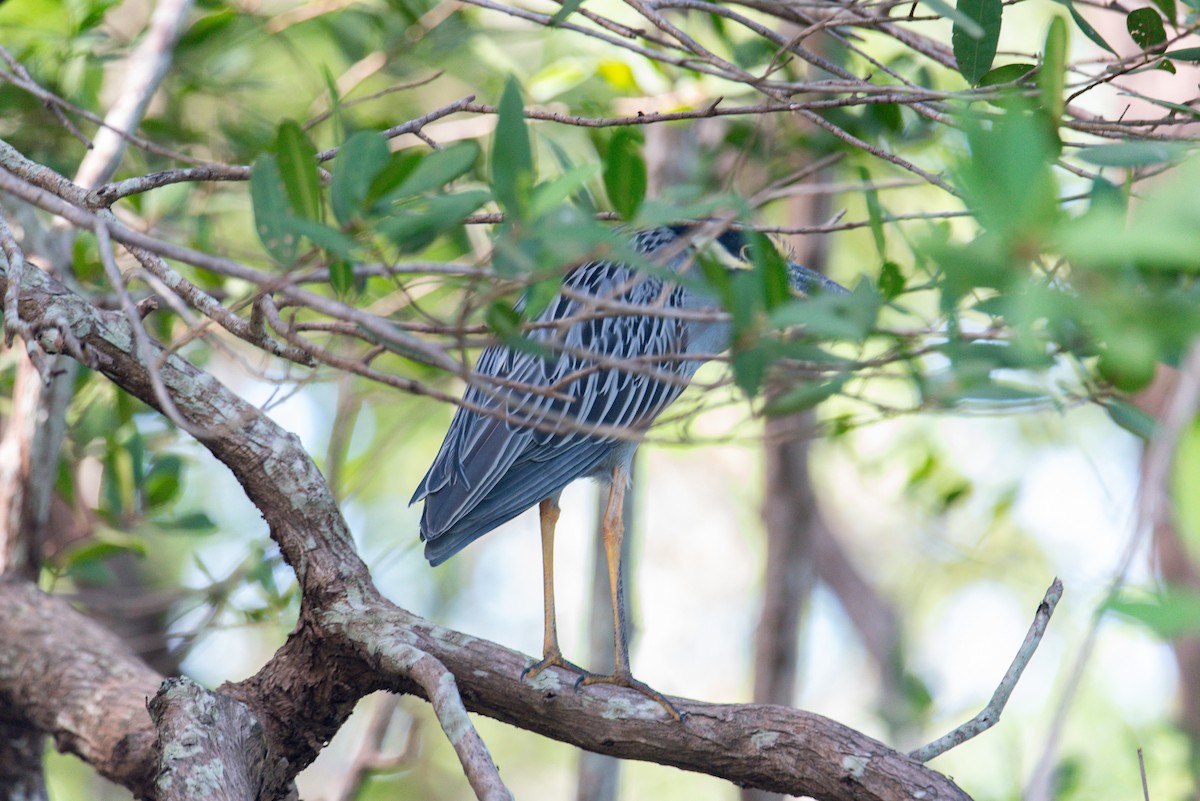 Sarı Tepeli Gece Balıkçılı - ML647860398