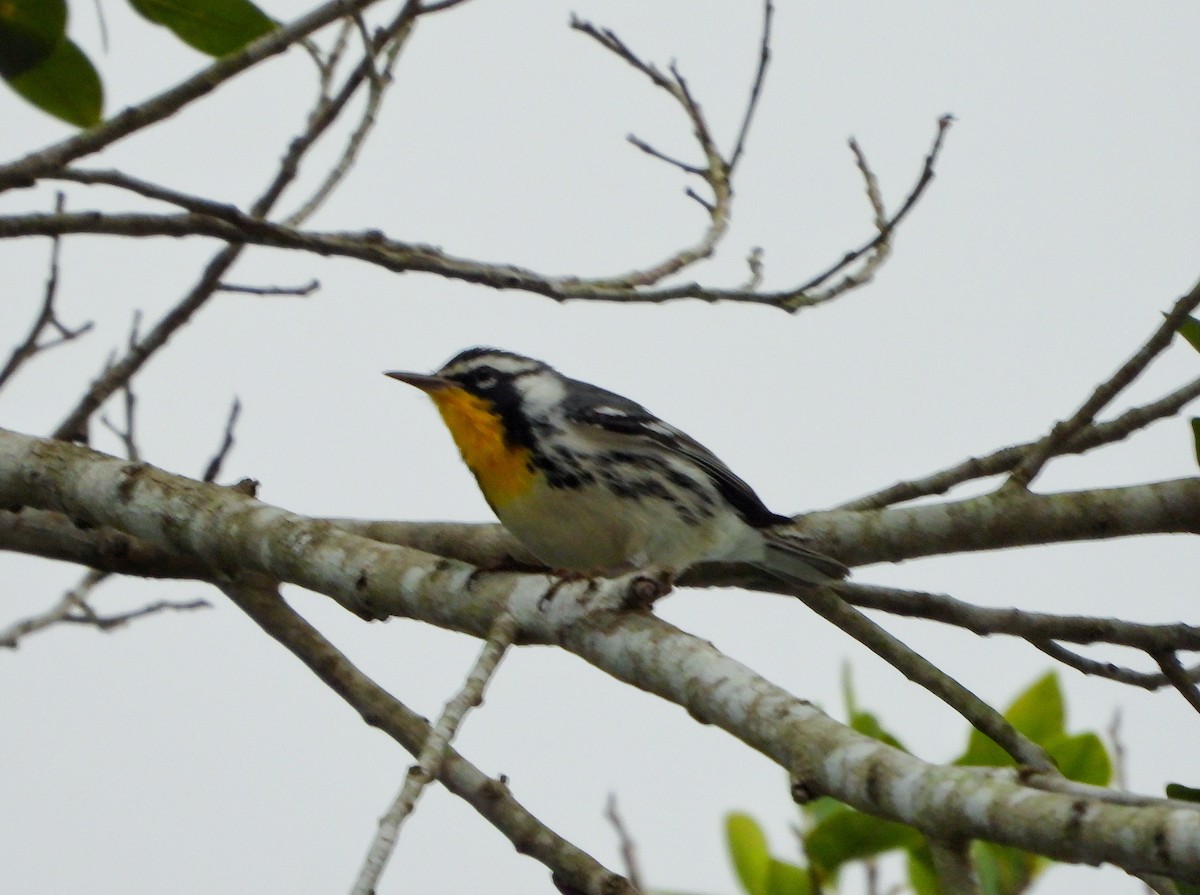 Yellow-throated Warbler - ML647860448