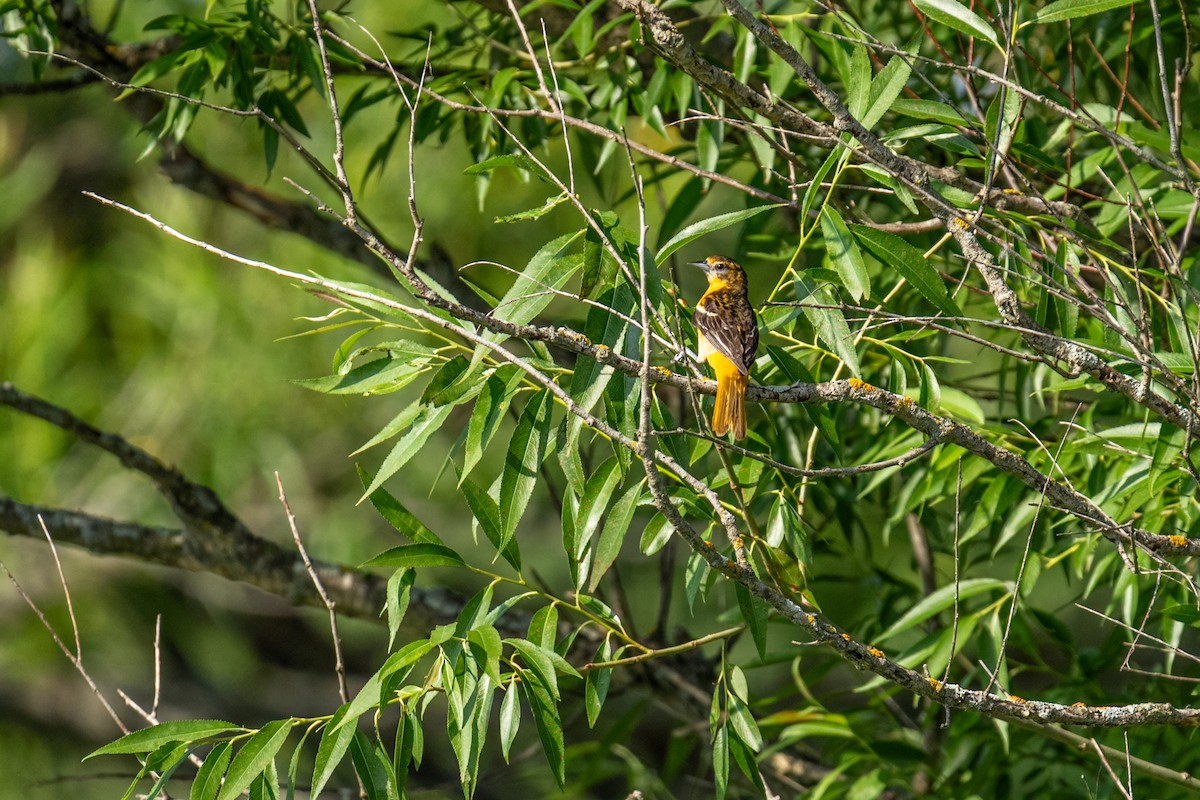 ボルチモアムクドリモドキ - ML647860453