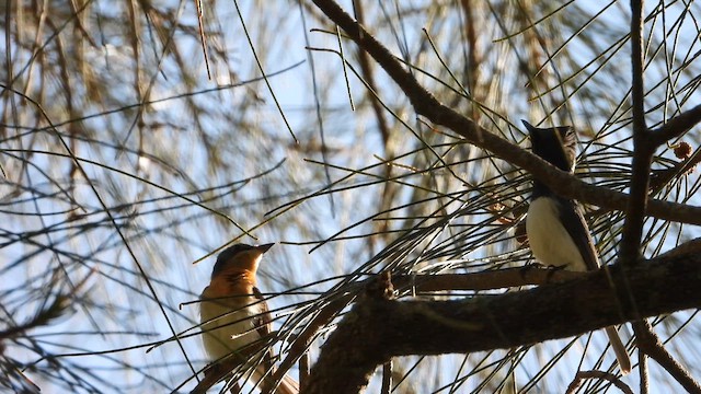 Міагра сріблиста - ML647860454