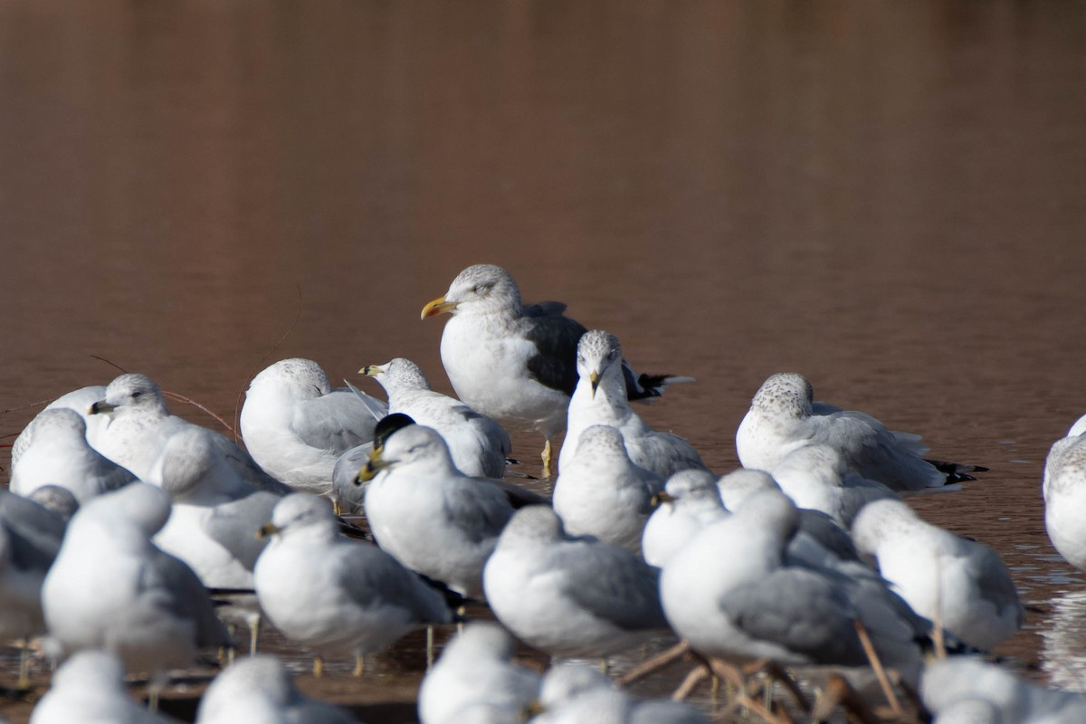 Lesser Black-backed Gull - ML647860456