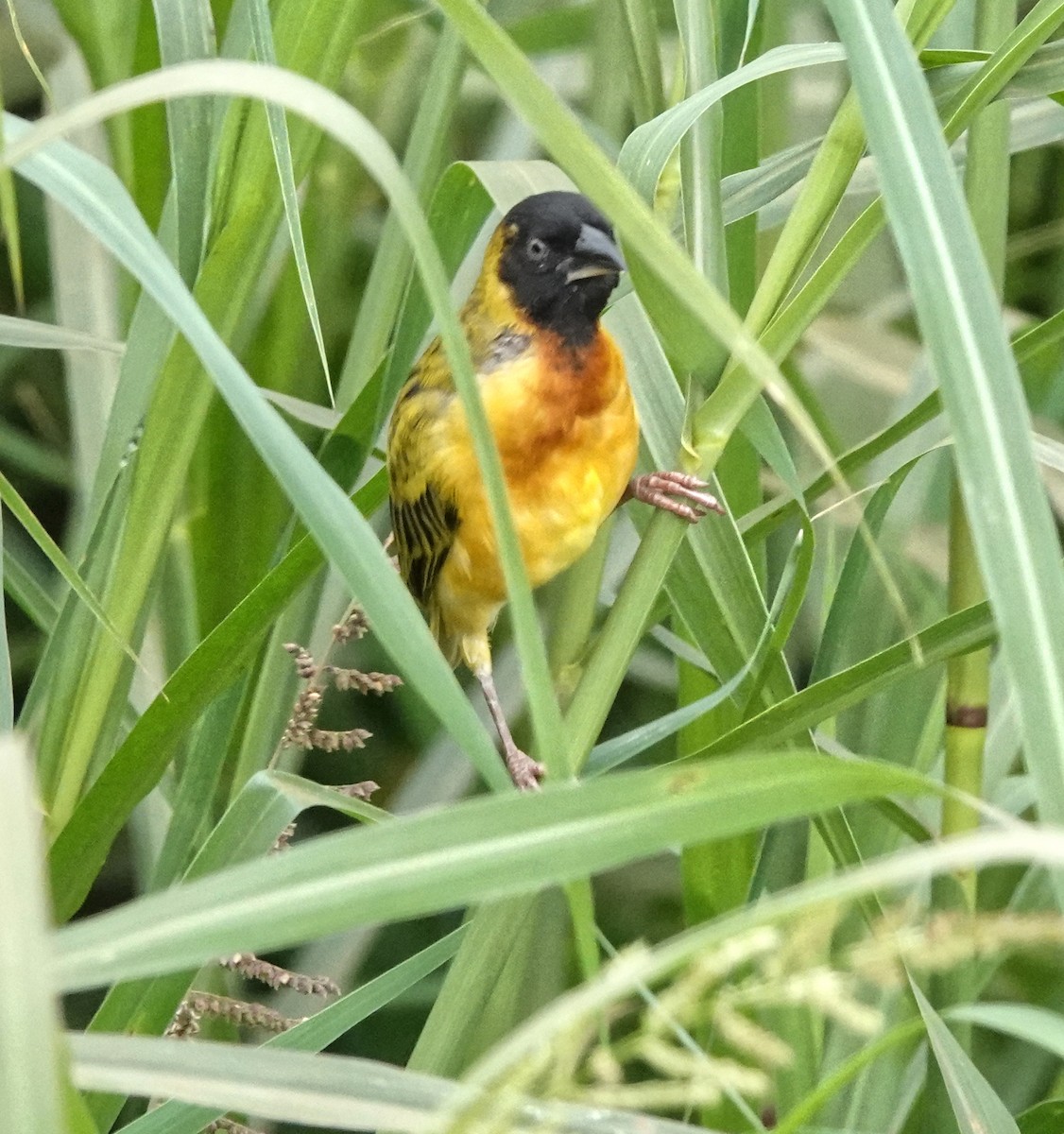 Kara Başlı Dokumacı - ML647860464