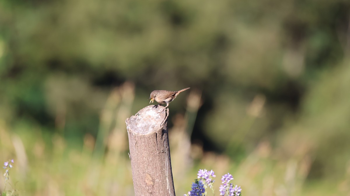 Southern House Wren - ML647860474