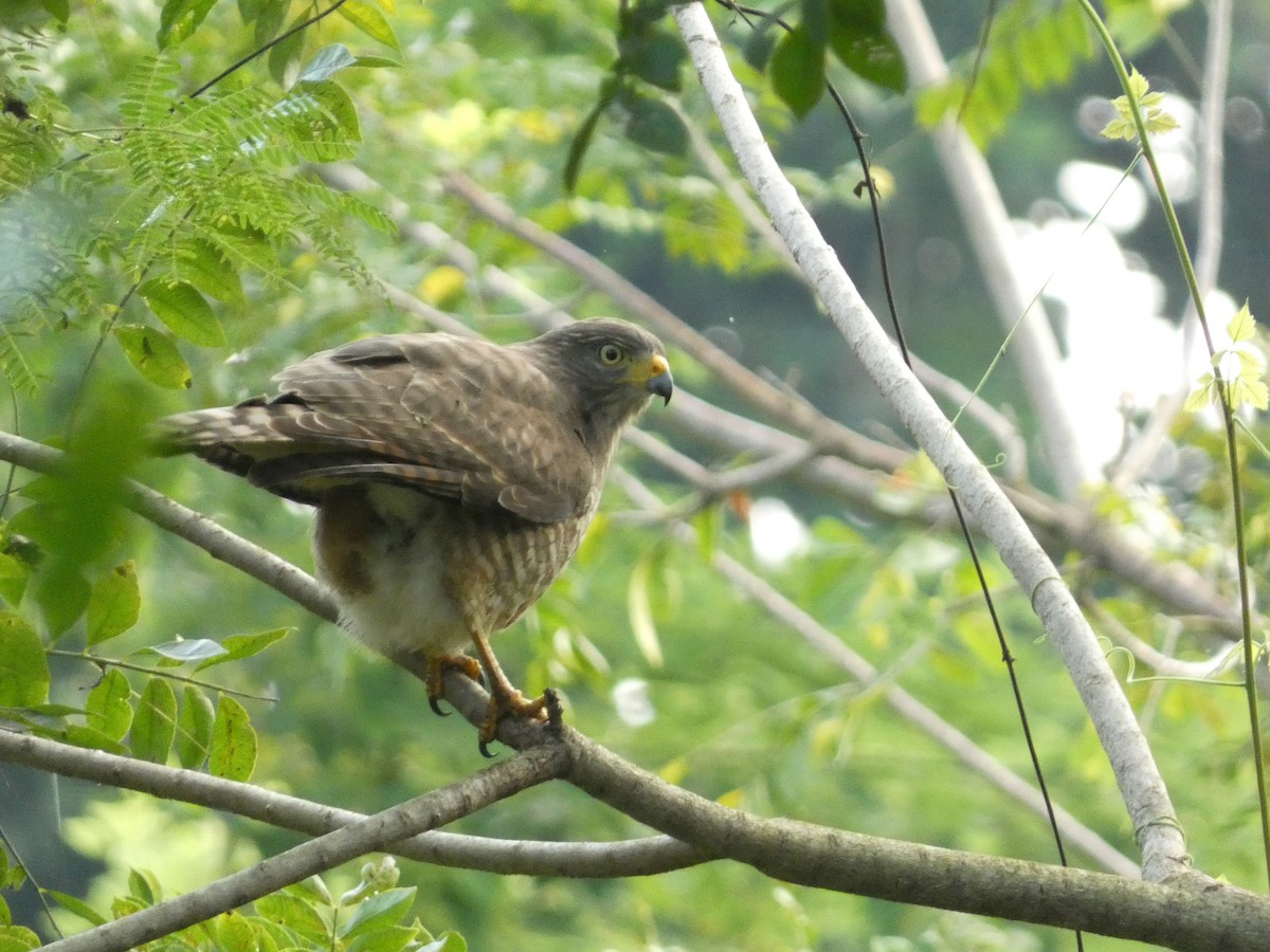 Yol Şahini - ML647860493