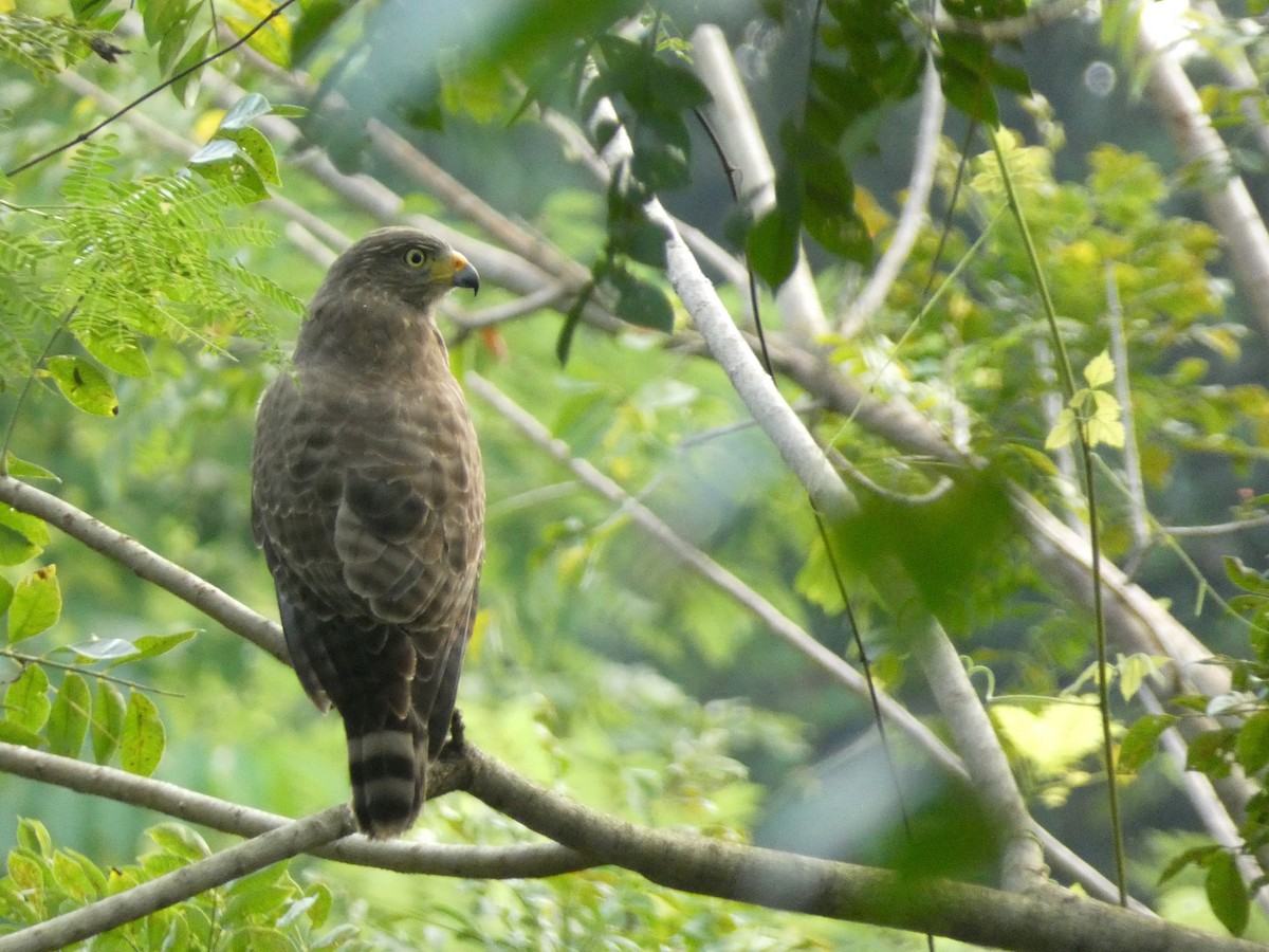 Yol Şahini - ML647860494