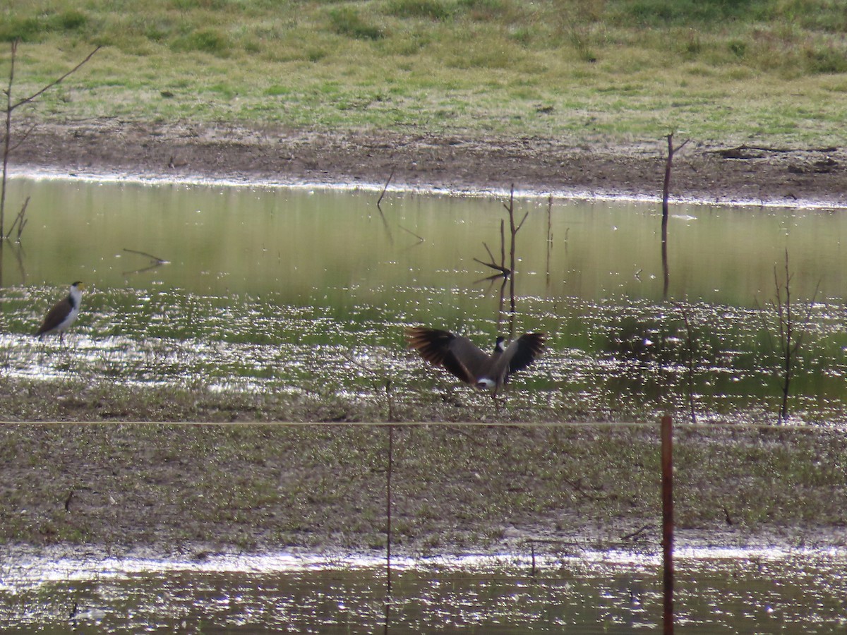 Masked Lapwing (Black-shouldered) - ML647860538