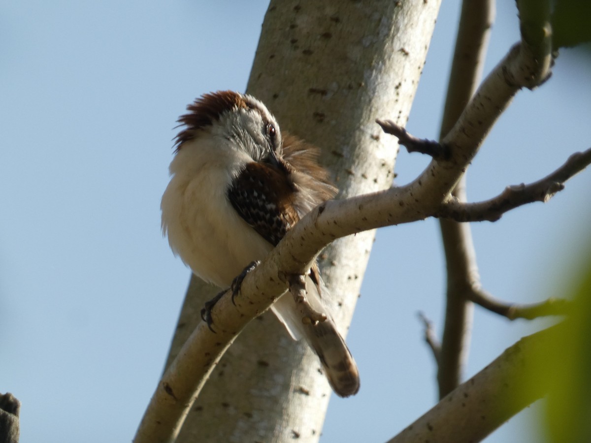 Rufous-backed Wren - ML647860547