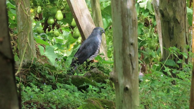 Hook-billed Kite - ML647860570