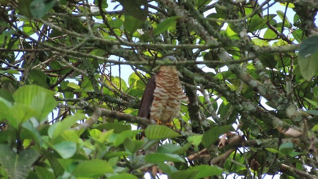 Hook-billed Kite - ML647860571