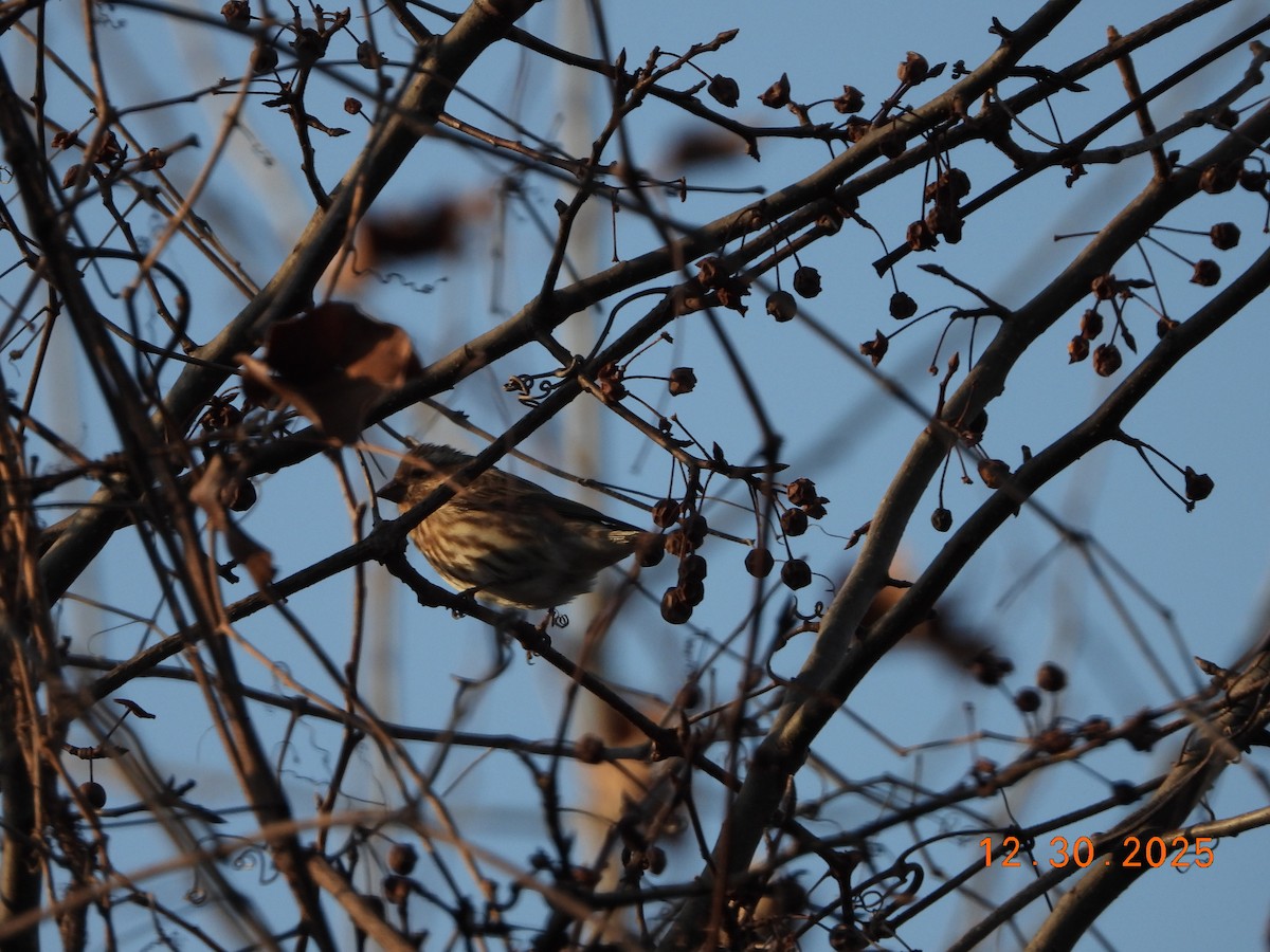 purpurfink (purpureus) - ML647860587