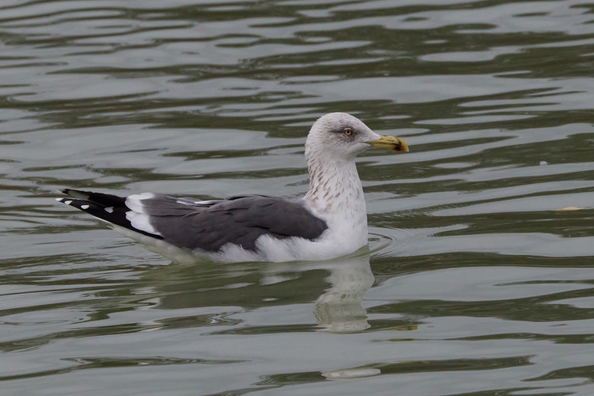 Lesser Black-backed Gull - ML647860588