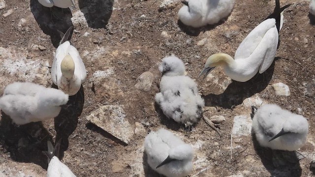 Сула атлантична - ML647860594