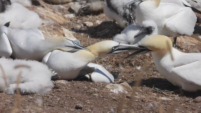 Сула атлантична - ML647860595