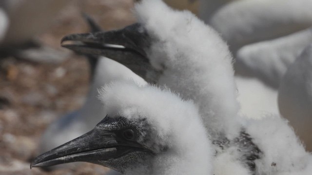 Сула атлантична - ML647860597