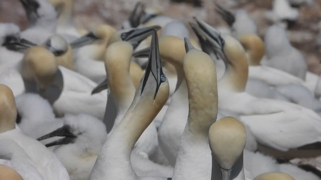 Сула атлантична - ML647860599