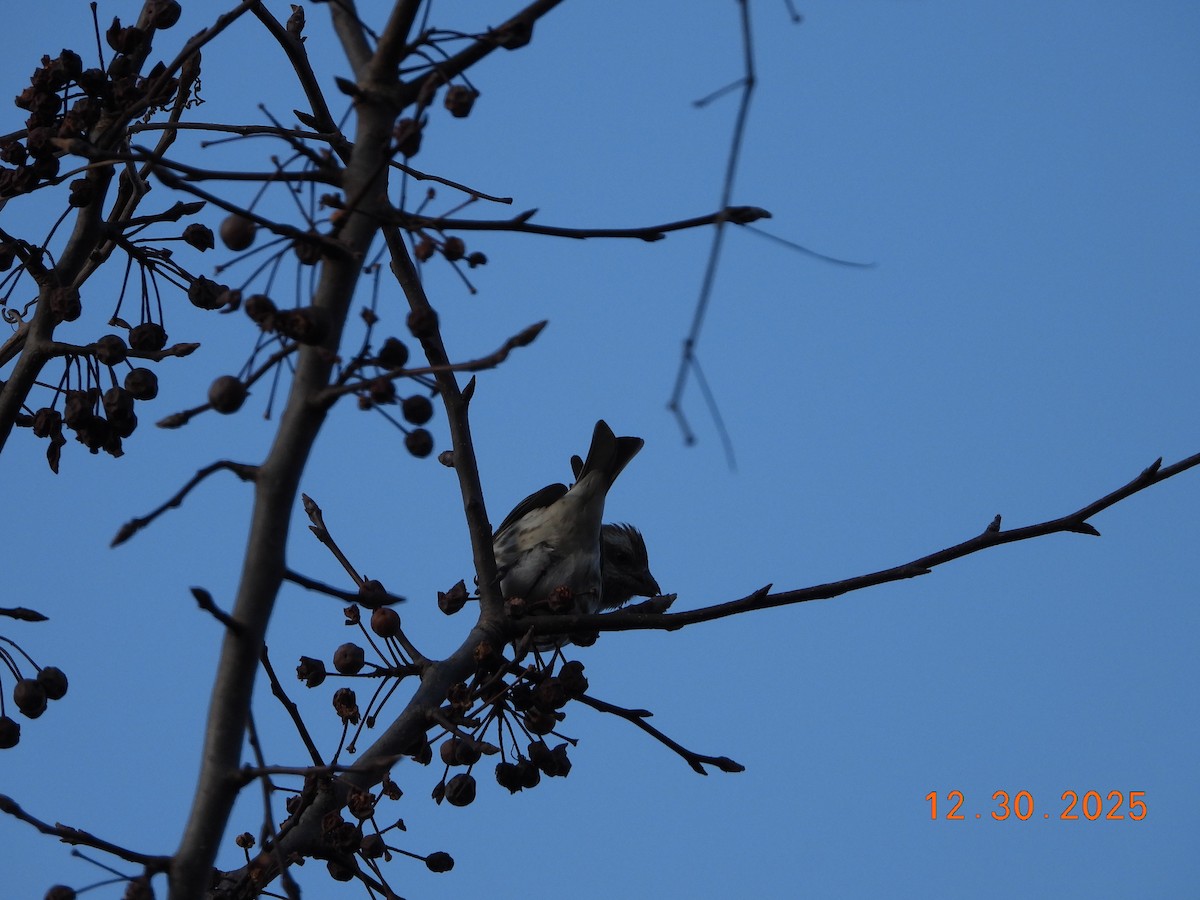 purpurfink (purpureus) - ML647860605