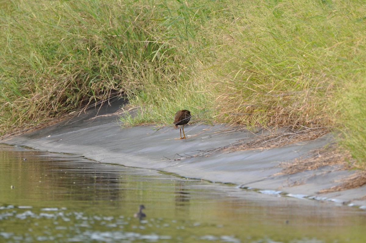 Uroilo urdin amerikarra - ML647860611