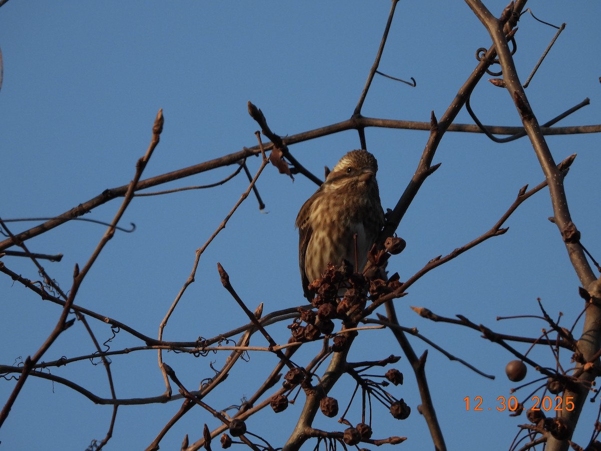 purpurfink (purpureus) - ML647860612