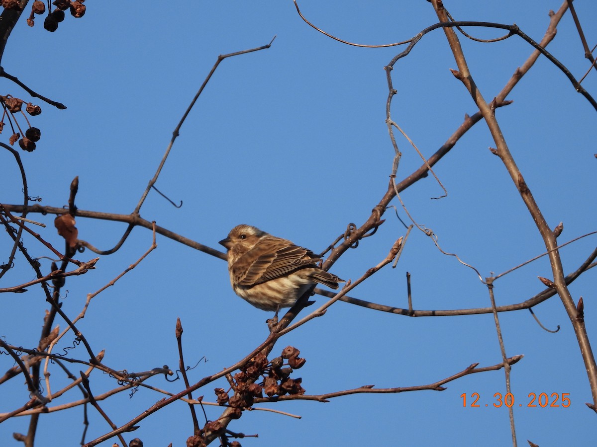 purpurfink (purpureus) - ML647860620