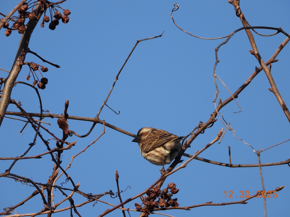 purpurfink (purpureus) - ML647860621