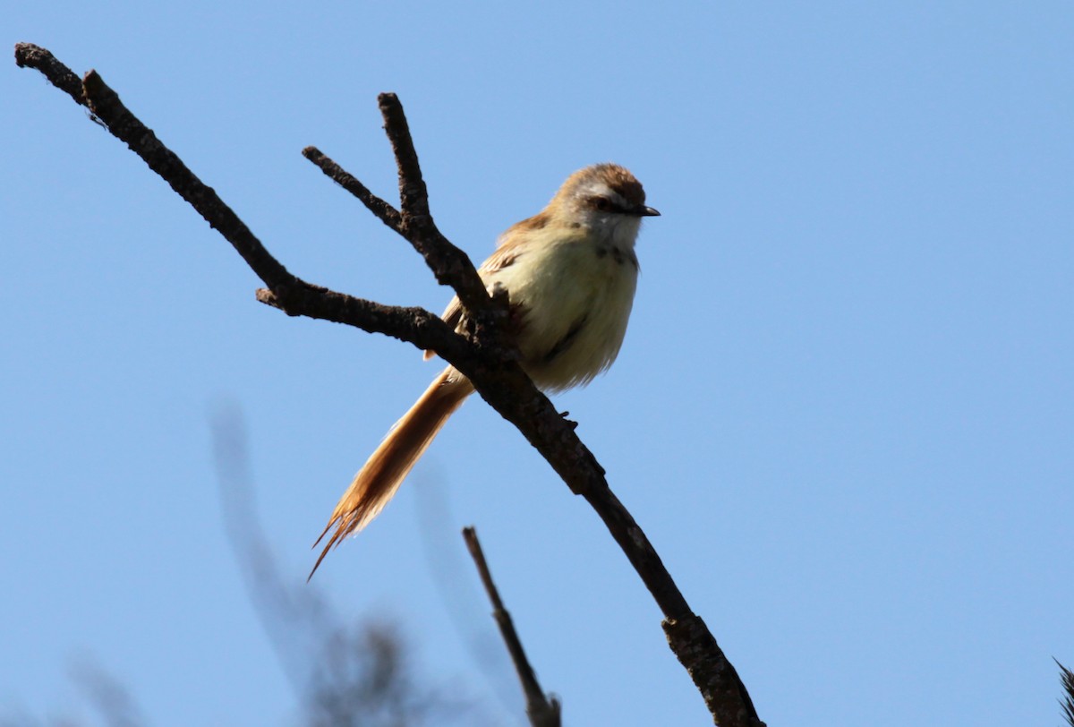 Black-chested Prinia - ML647860662