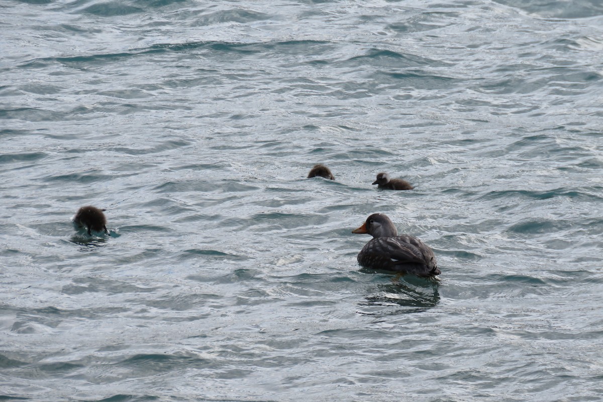 Flying Steamer-Duck - ML647860667