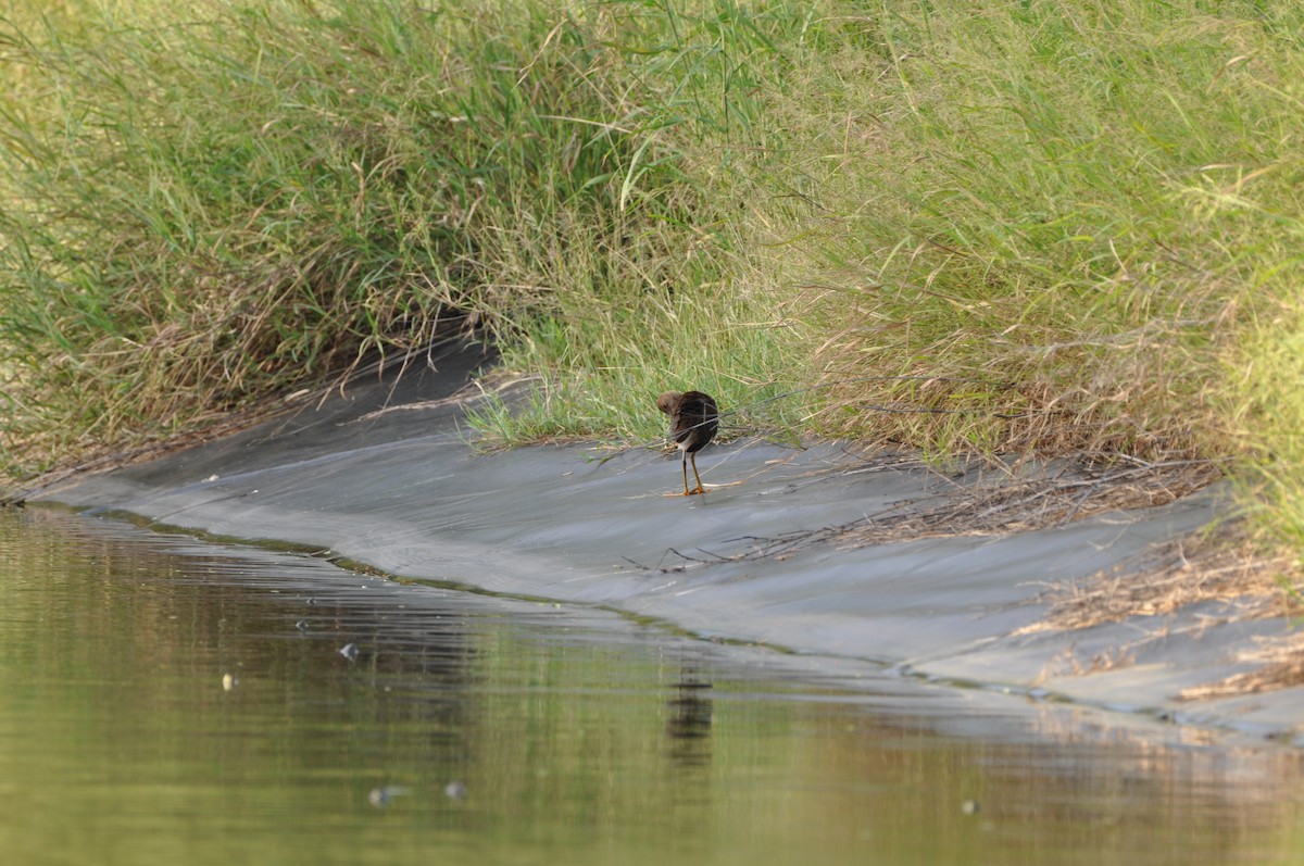 Uroilo urdin amerikarra - ML647860671