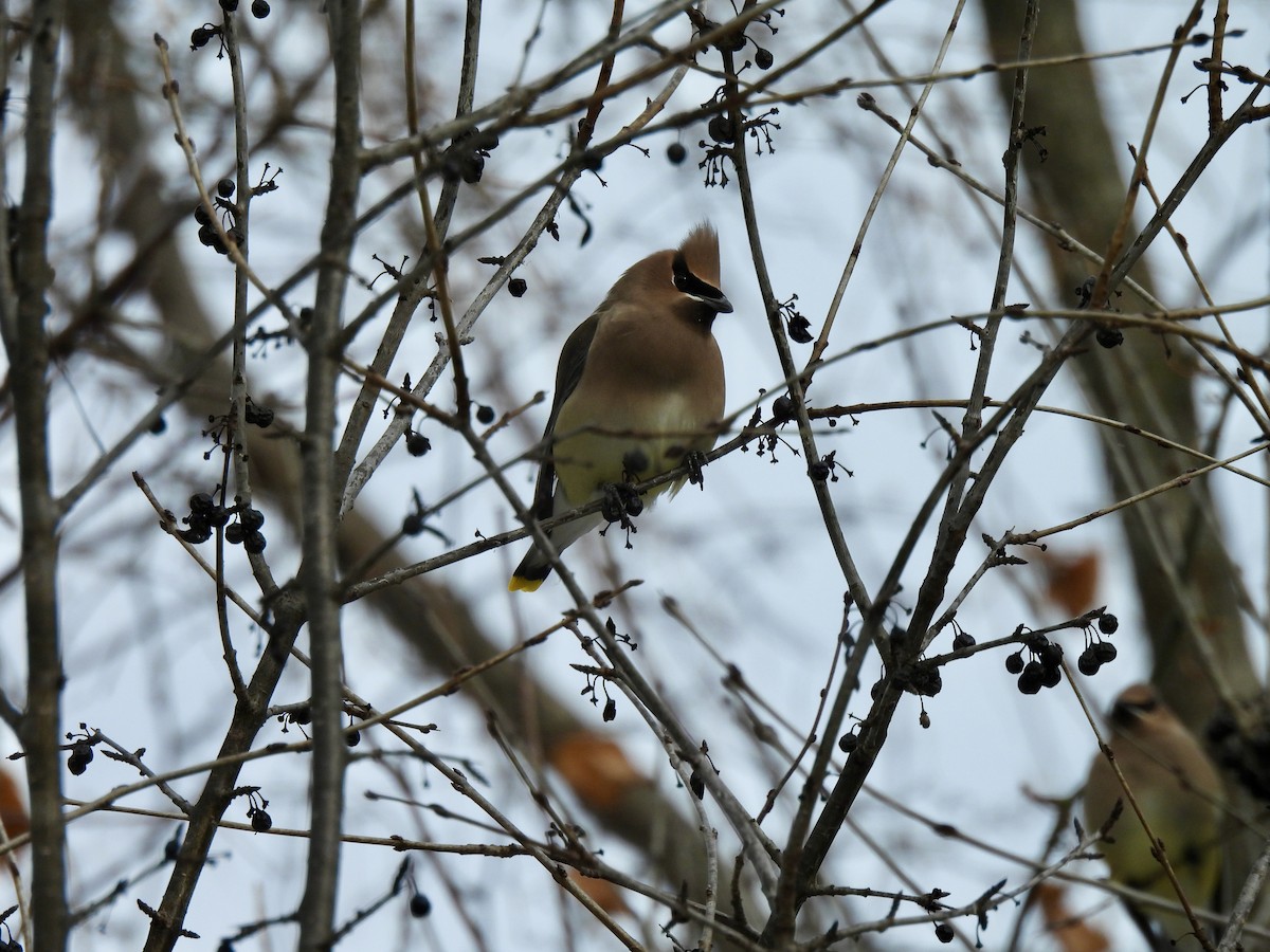 Cedar Waxwing - ML647860673