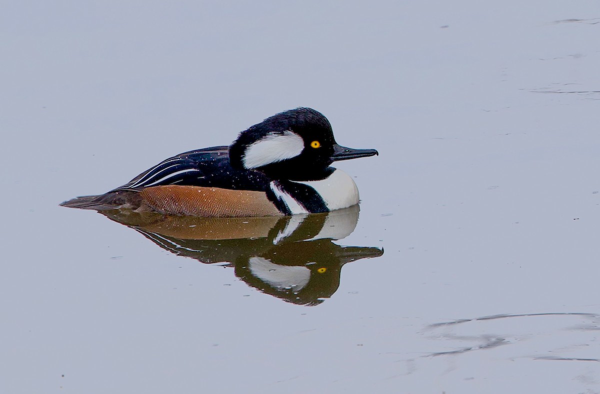 Hooded Merganser - ML647860674