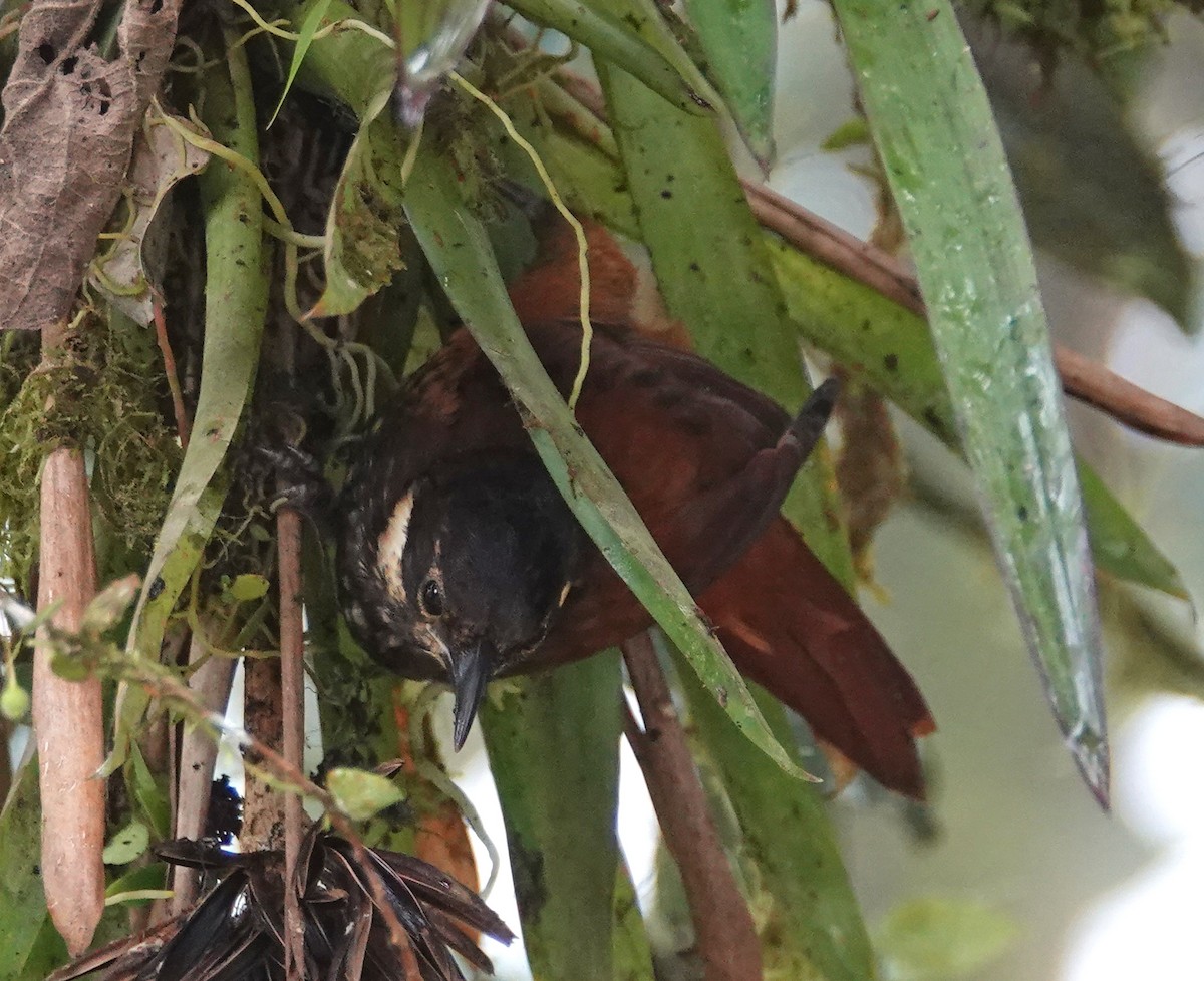 Pacific Tuftedcheek - ML647860675