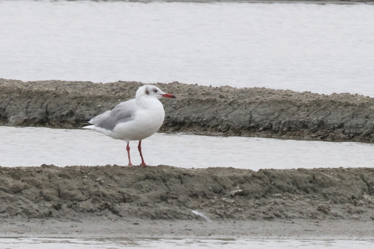Brown-headed Gull - ML647860676